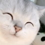 泠