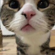 椒盐麻虾