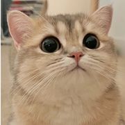 鲸鲸鲸鲸鲸鲸丶