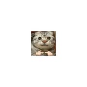 离殇
