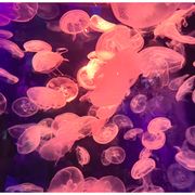 沙沙
