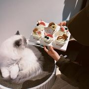 吃的太饱