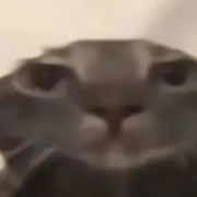 Mocha不爱喝摩卡