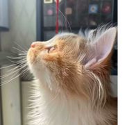 玫瑰枸杞金银花