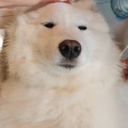 小白呐