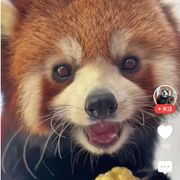 嘤嘤怪(ó﹏ò｡)