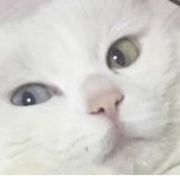 白刃凝于霜雪