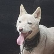 油电混合