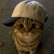 訴楓傾