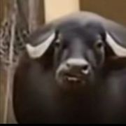 牛牛哥