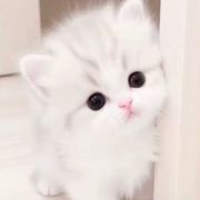 温色