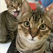 香猫