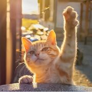 橘猫