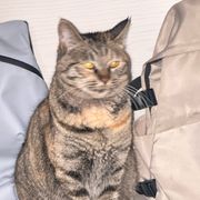小呆头