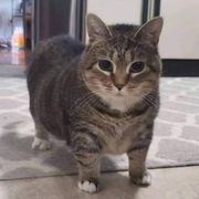 小猫旋转十小时