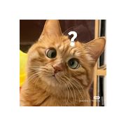 土豆辣个噗忒头