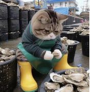 生活不易猫猫叹气