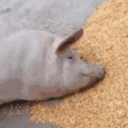 猪肉炖粉条