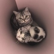 Littlecoco