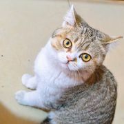 桃芮冉