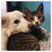 琴梨可可赛高🍐