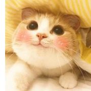 雪夜千羽