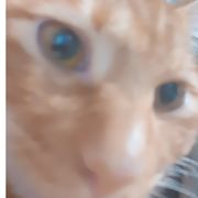 瑾锦鲤