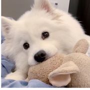 昭昭