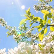 菲菲