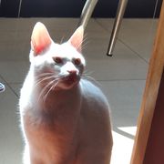 五星出东方利中国