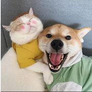 半梦