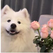 柒