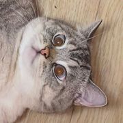 YY