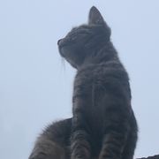 芝麻糊