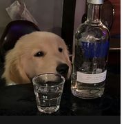 饿晕的啾啾