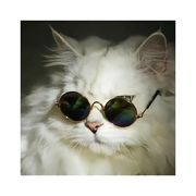 猫猫的日常生活。