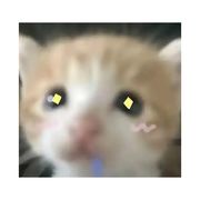 小白