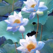 解放的阿香