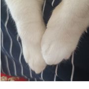 被酱油泼到的猫