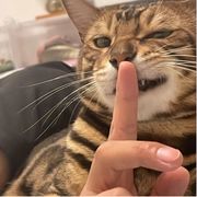 柯