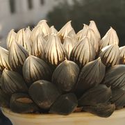 红豆最强大