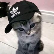蓝瘦香菇