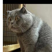 陈贫