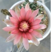 木头人123