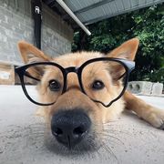 被人称颂的御主