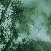 三七