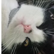 “赖皮汪”先生