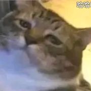社会的龙哥