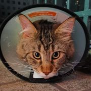 不可食用弥穑