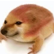 猎犬长牙